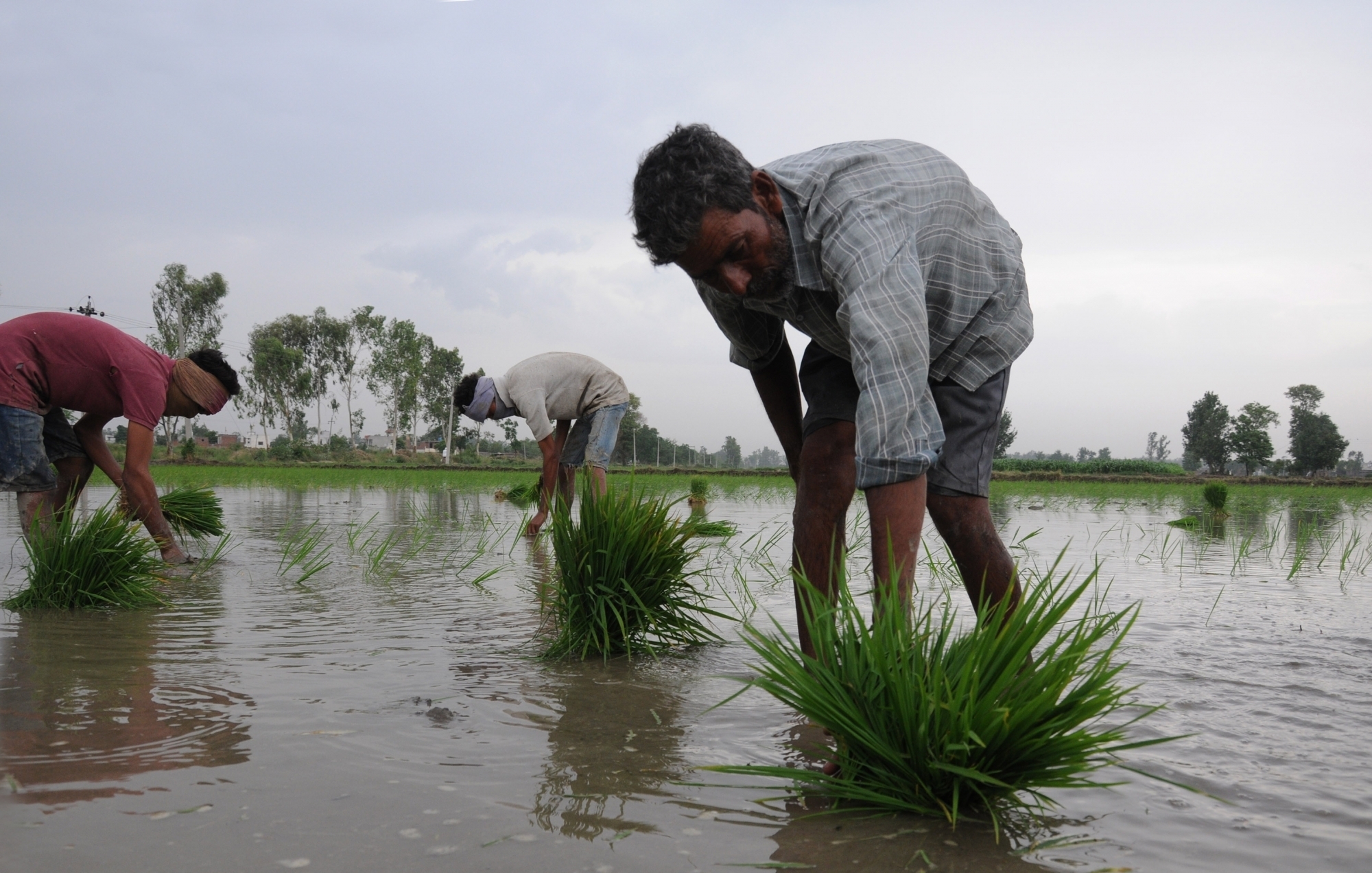 KHARIF CROPS