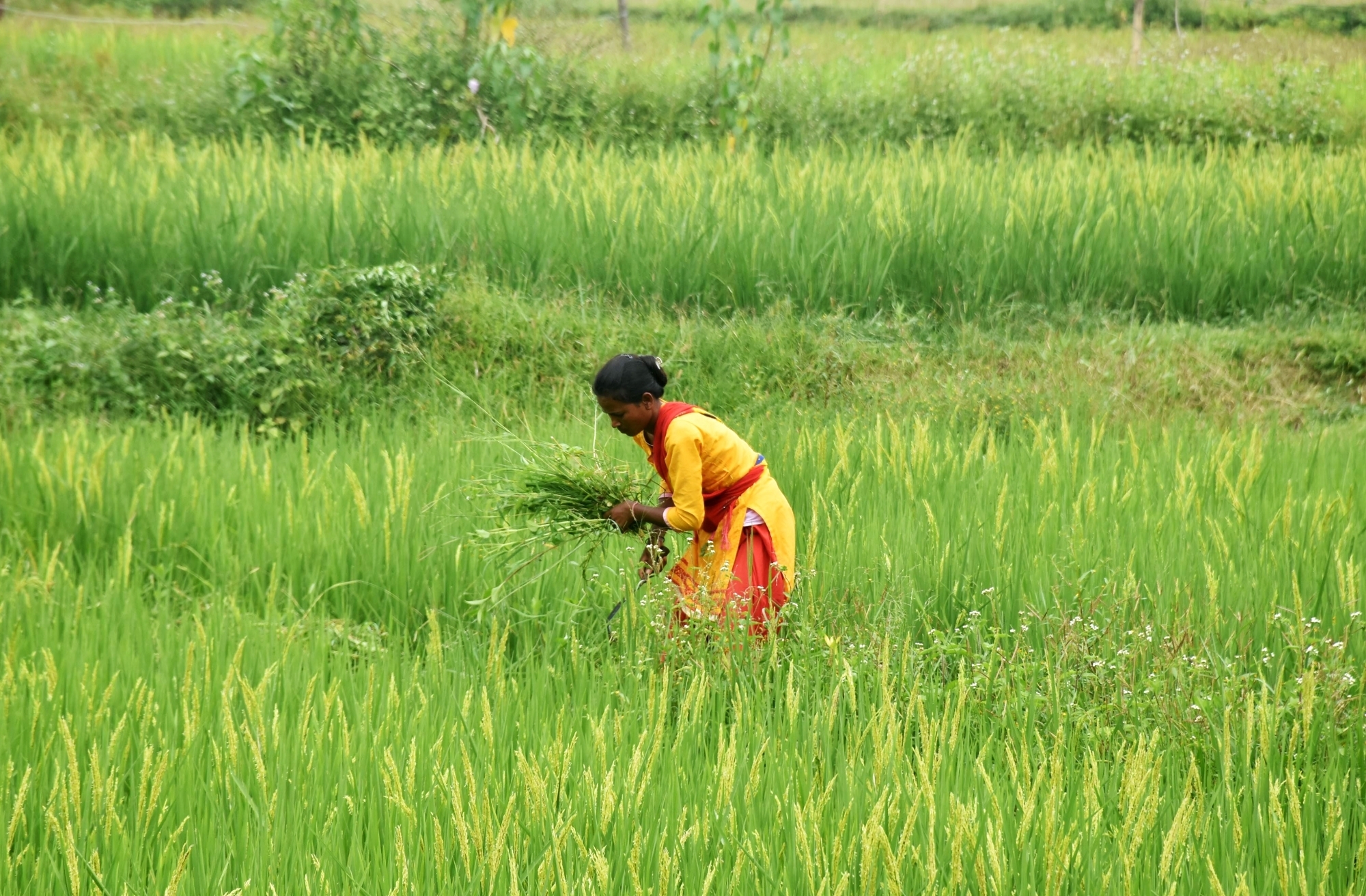 KHARIF CROPS