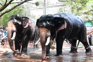 Ashram Sri Krishna Swami Temple  Elephant Bath In Kollam  ഗജവീരൻമാരുടെ നീരാട്ട്  ആന കുളി