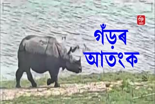 Rhino roaming freely in Golaghat