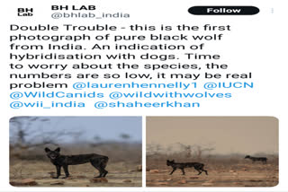 Extinct Black  Wolf