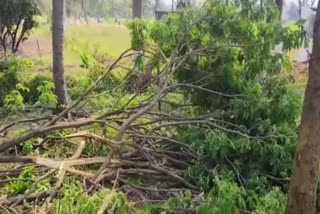 Authorities Remove Trees During CM Jagan Meeting