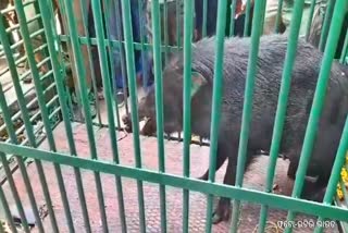 wild boar rescue