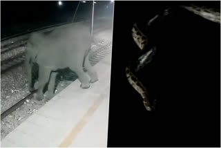 Elephant Entered Rishikesh