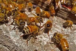 BEES ATTACK IN TEMPLE IN BURHANPUR