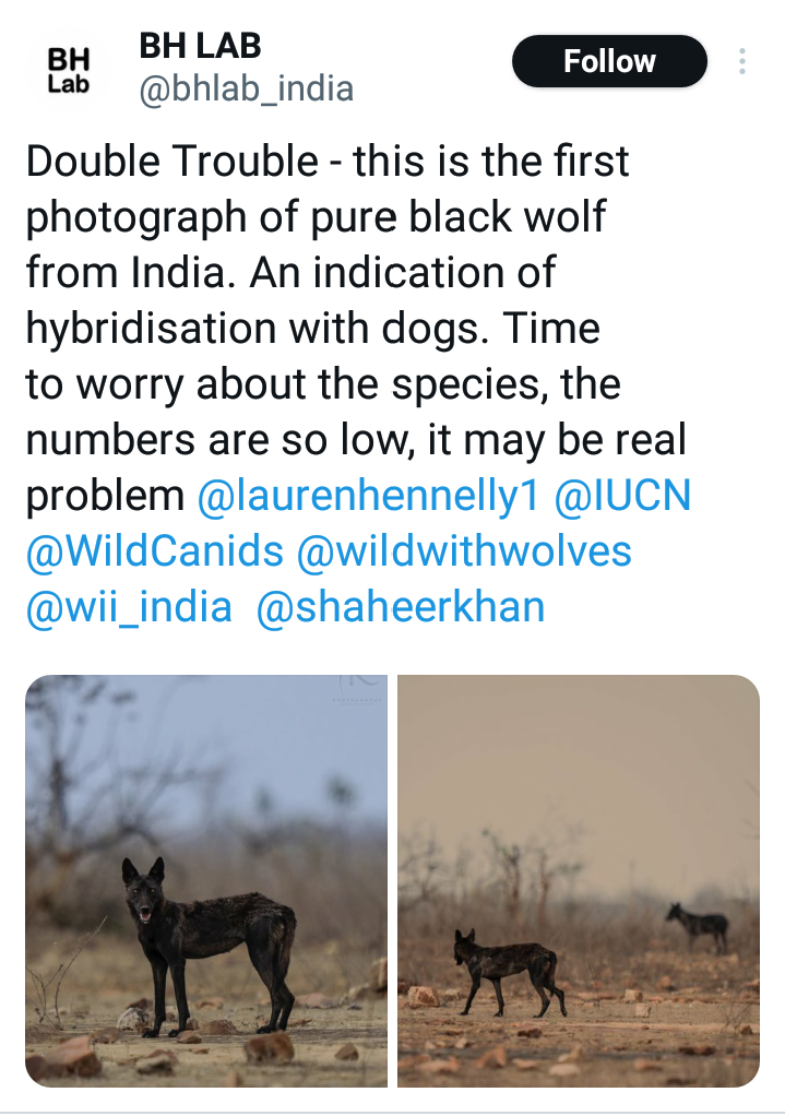 Extinct Black Wolf Seen in Panna
