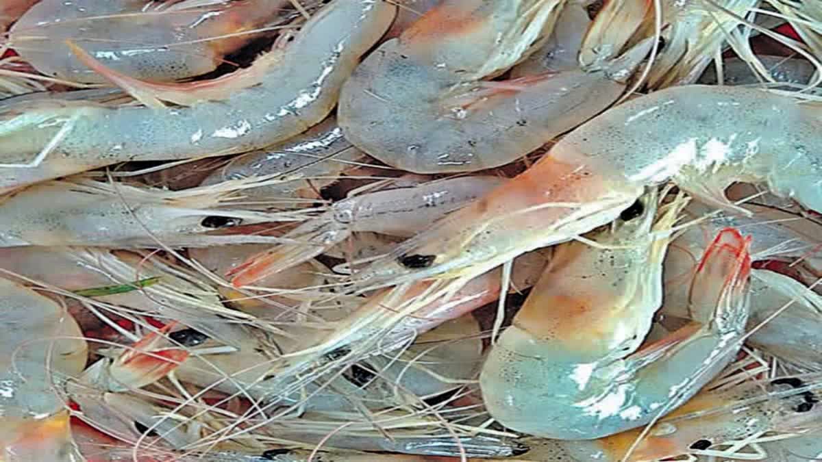 prawns_40_count_price_of_rs_345