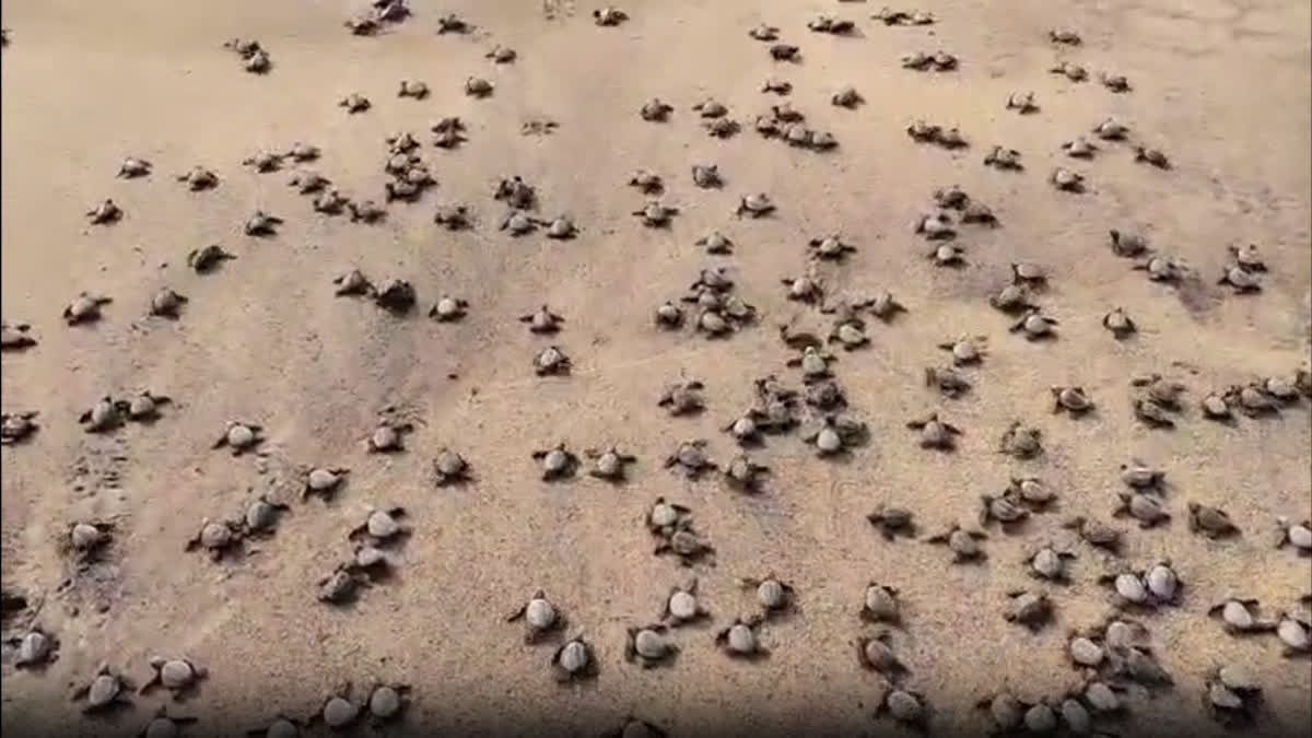 Olive Ridley Baby Turtles Began Journey To Ocean
