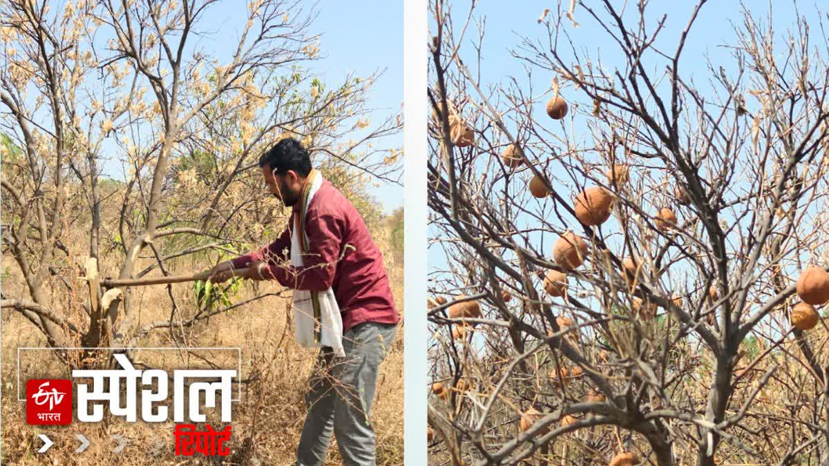 Farmer Cutting Sweet Lime Trees