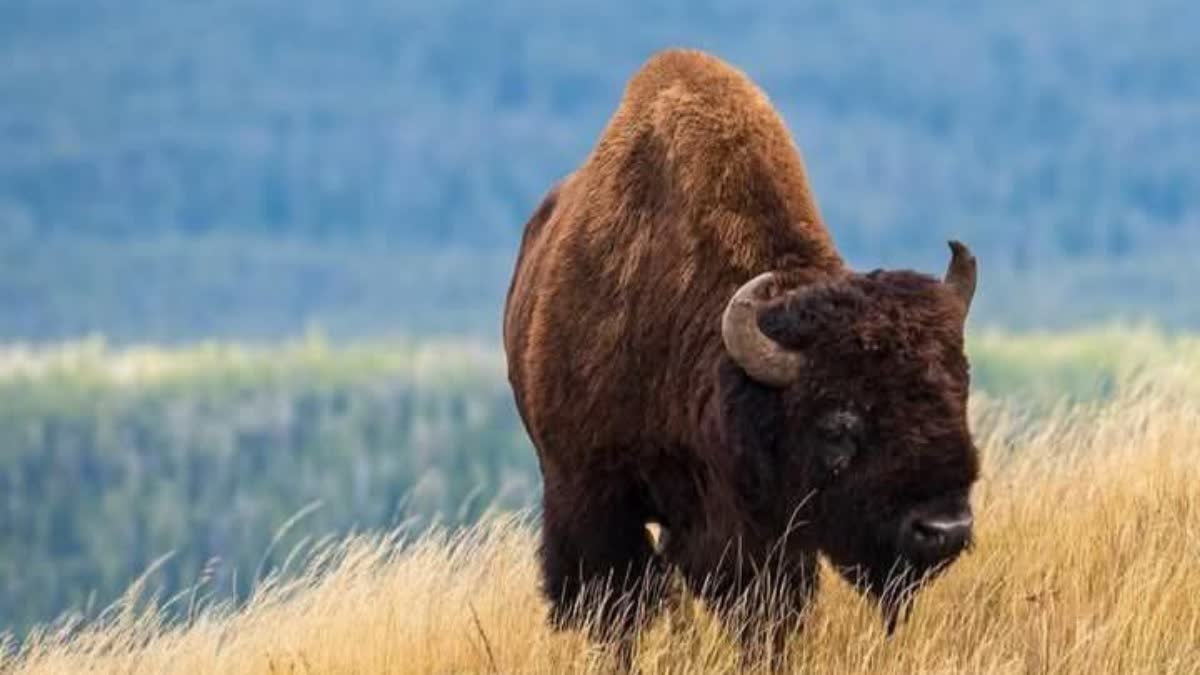 SURVEY FOR SETTLING BISON NAURADEHI