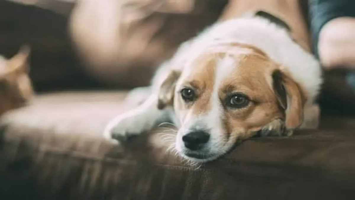 BHIND CRUELTY TO STRAY DOG
