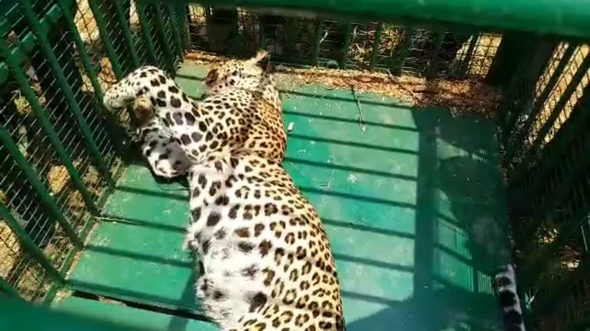 Leopard Died in hunters Trap At Annamaya District