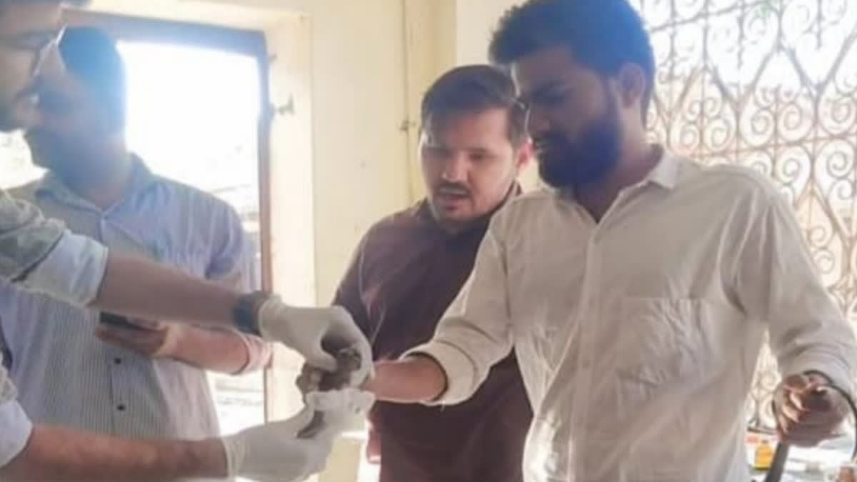 Treatment of injured cobra in Barmer