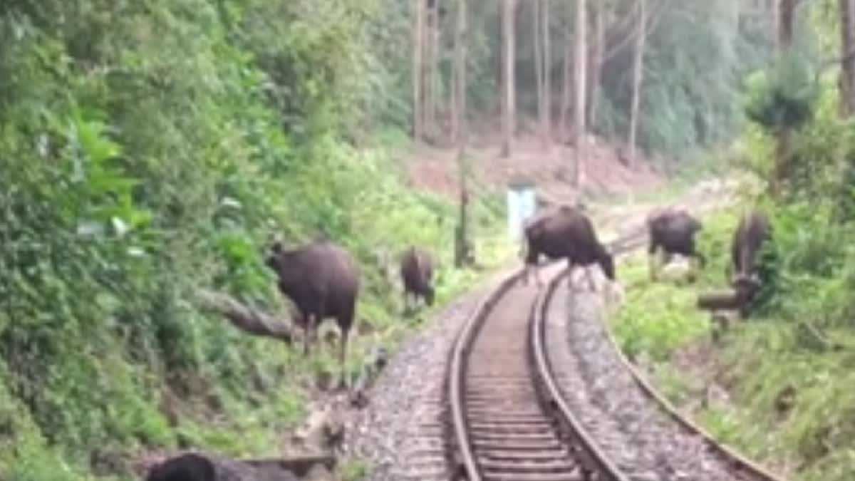 மலை ரயில் பாதையில் காட்டெருமைகள்