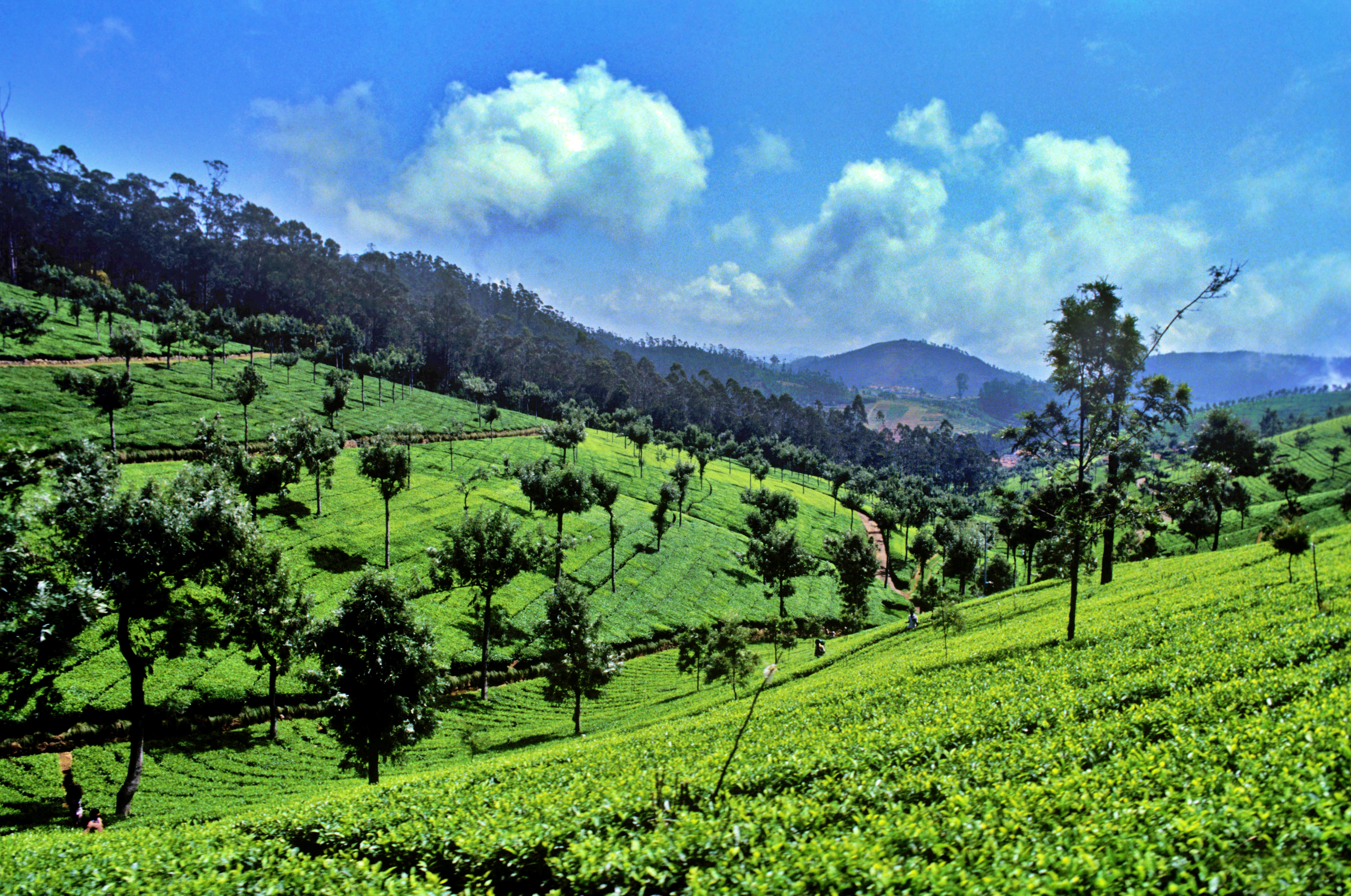 ooty_munnar_summer_tour_planning