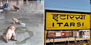 ITARSI STATION DOG MONKEY VIDEO