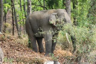 BANDHAVGARH ELEPHANT SUMMER COOLING