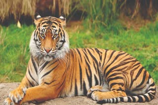 BANDHAVGARH TIGRESS HUNTED