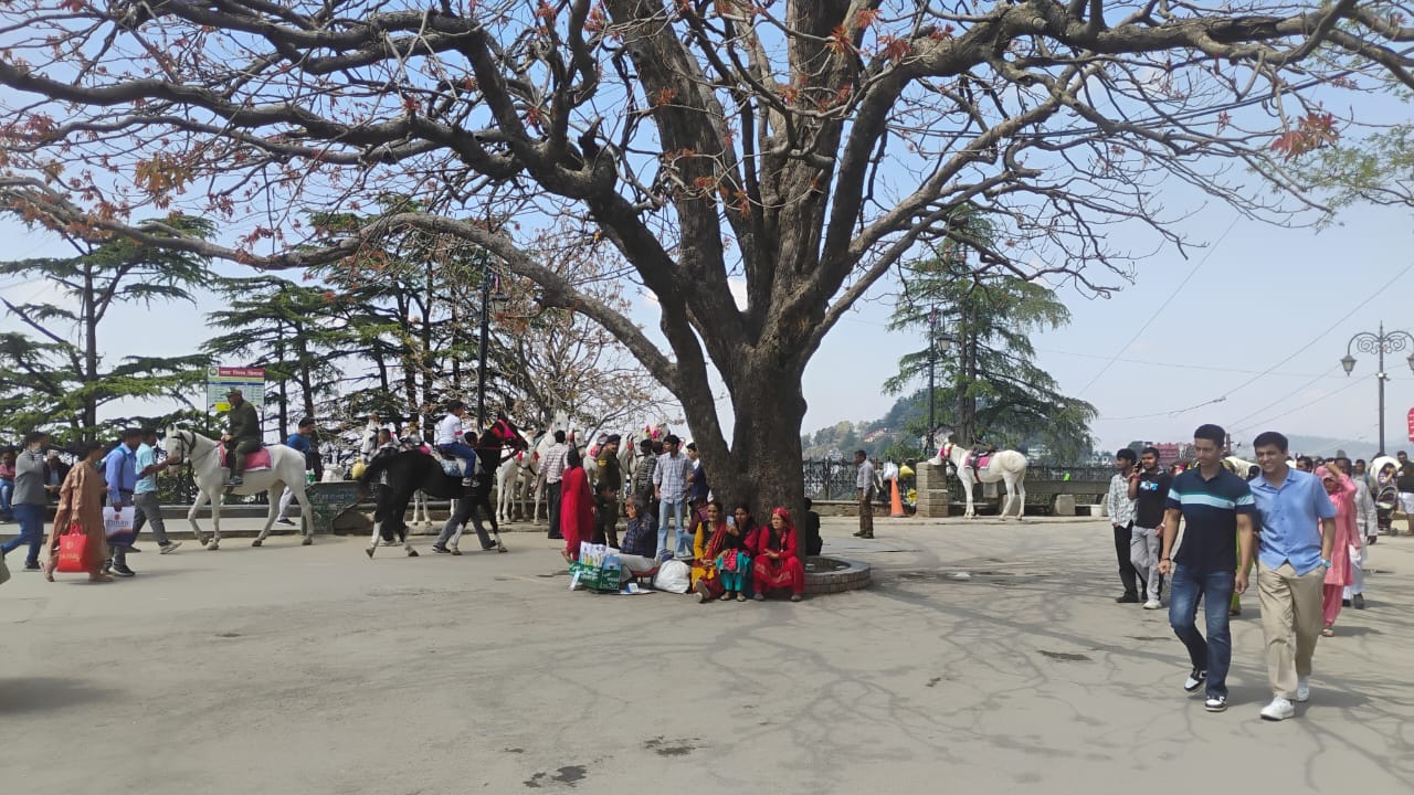 शिमला में पेड़ के नीचे चने बेचते हैं रतन लाल