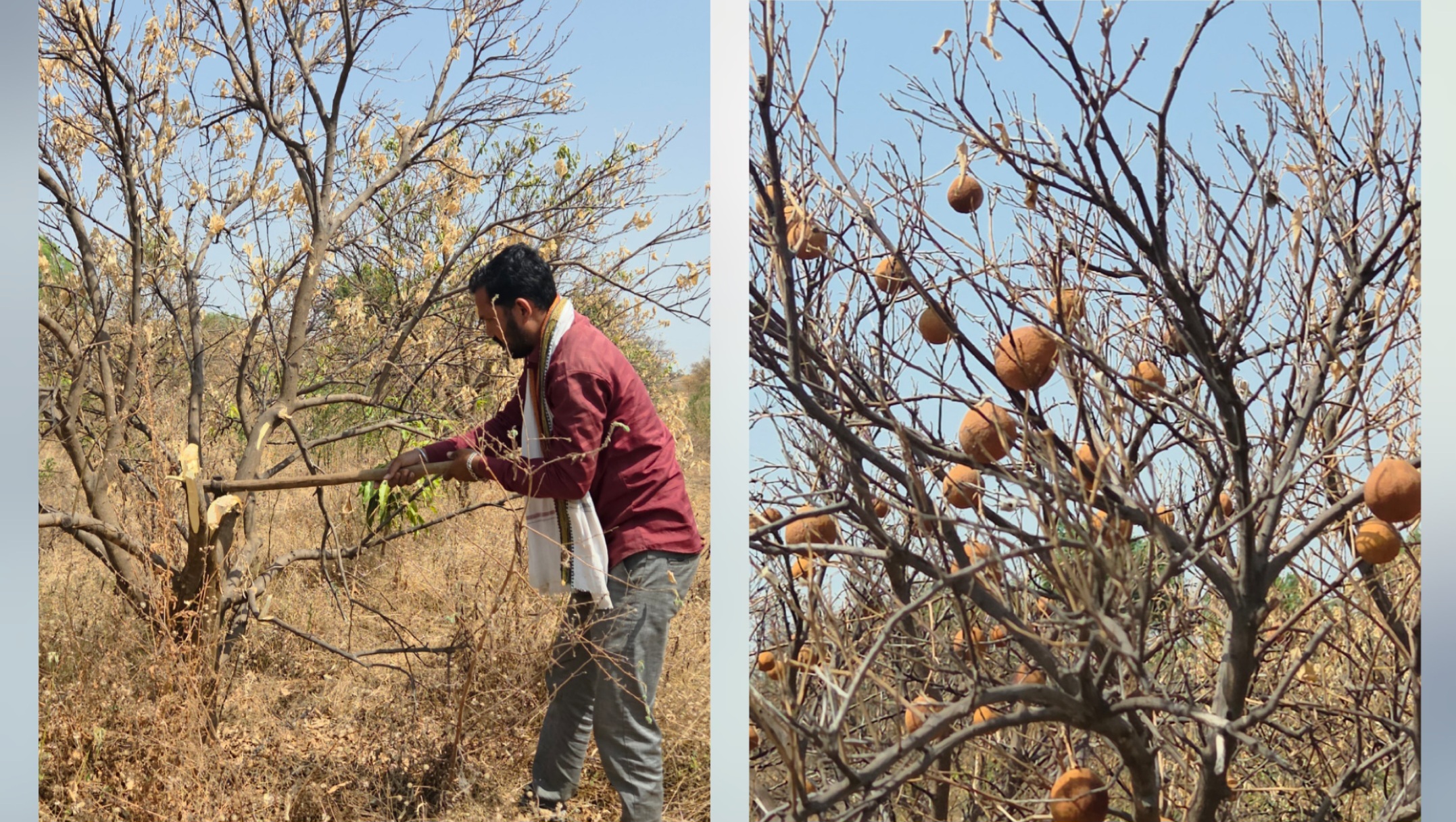 Farmer Cutting Sweet Lime Trees