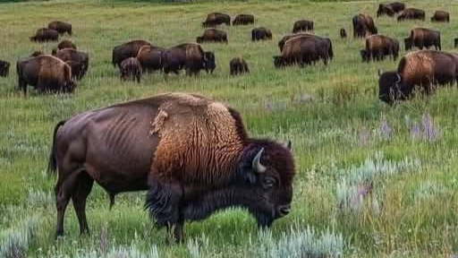 Nauradehi grasslands suitable bison