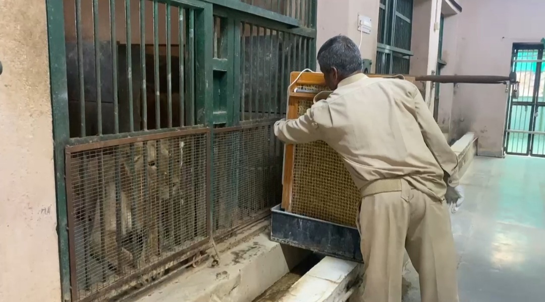 शेरों के लिए लगाए गए कूलर