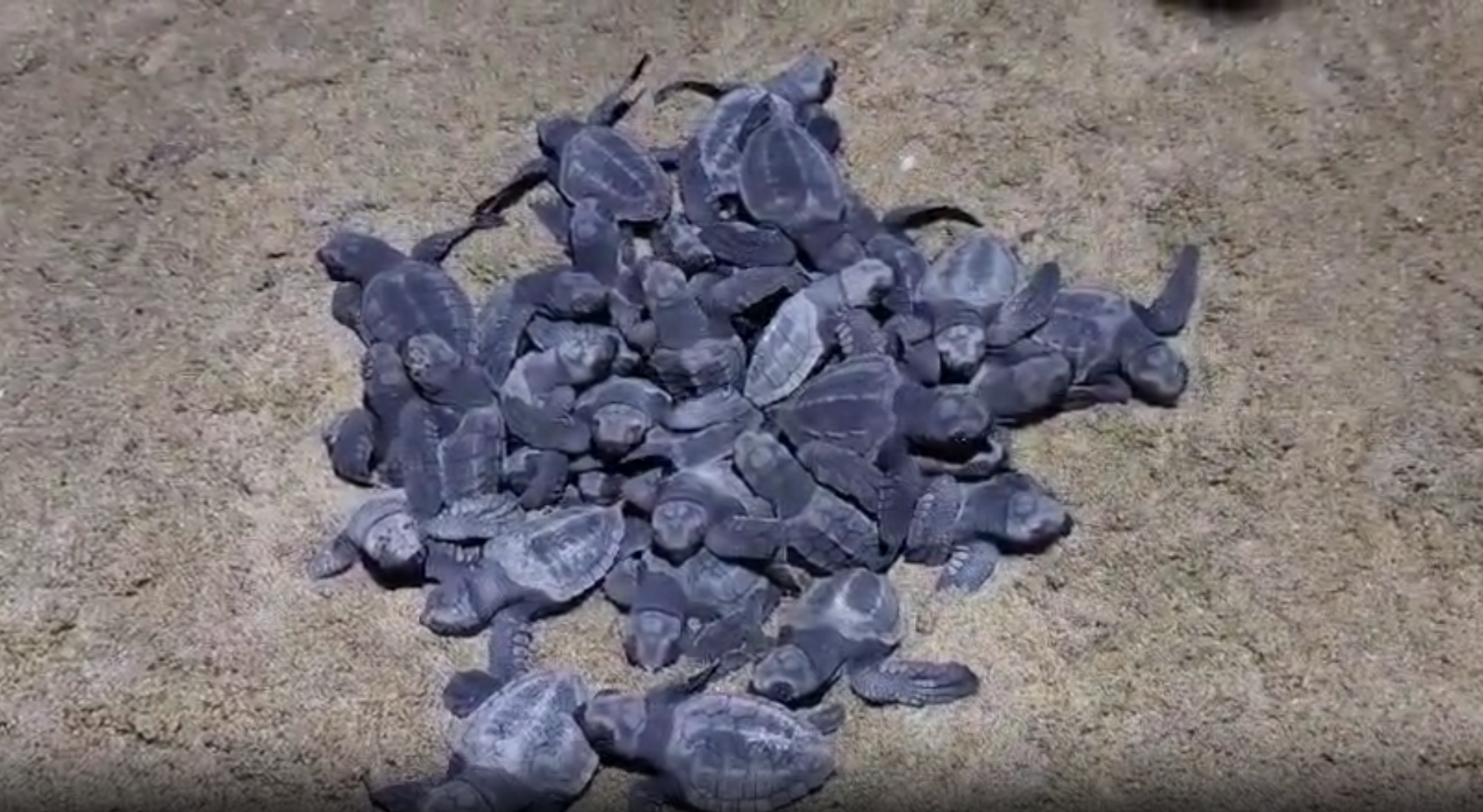 ଅଲିଭ୍ ରିଡଲେ ଶିଶୁ ଶାବକ