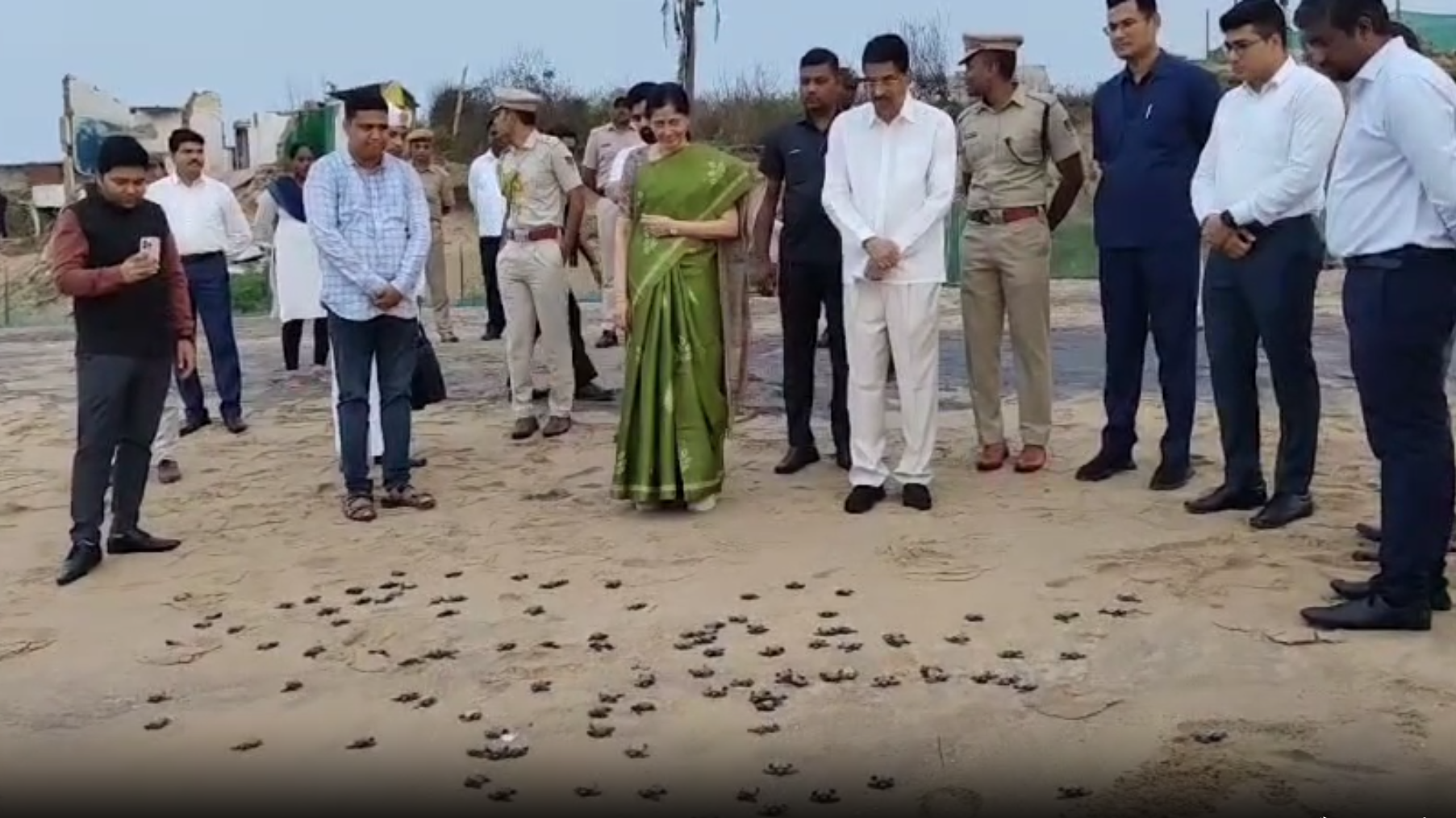 ଅଲିଭ୍ ରିଡଲେ ଶିଶୁ ଶାବକ