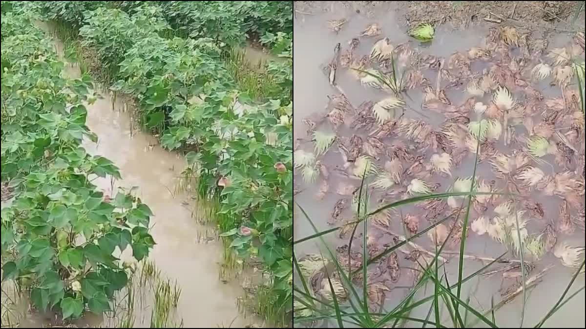 Cotton crop affected by rain