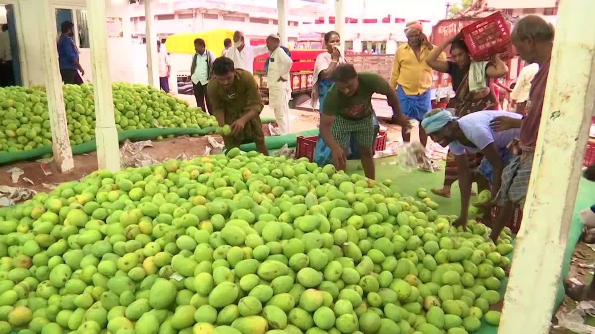 mango_crop_yields_fallen_significantly_in_nunna_mango_market