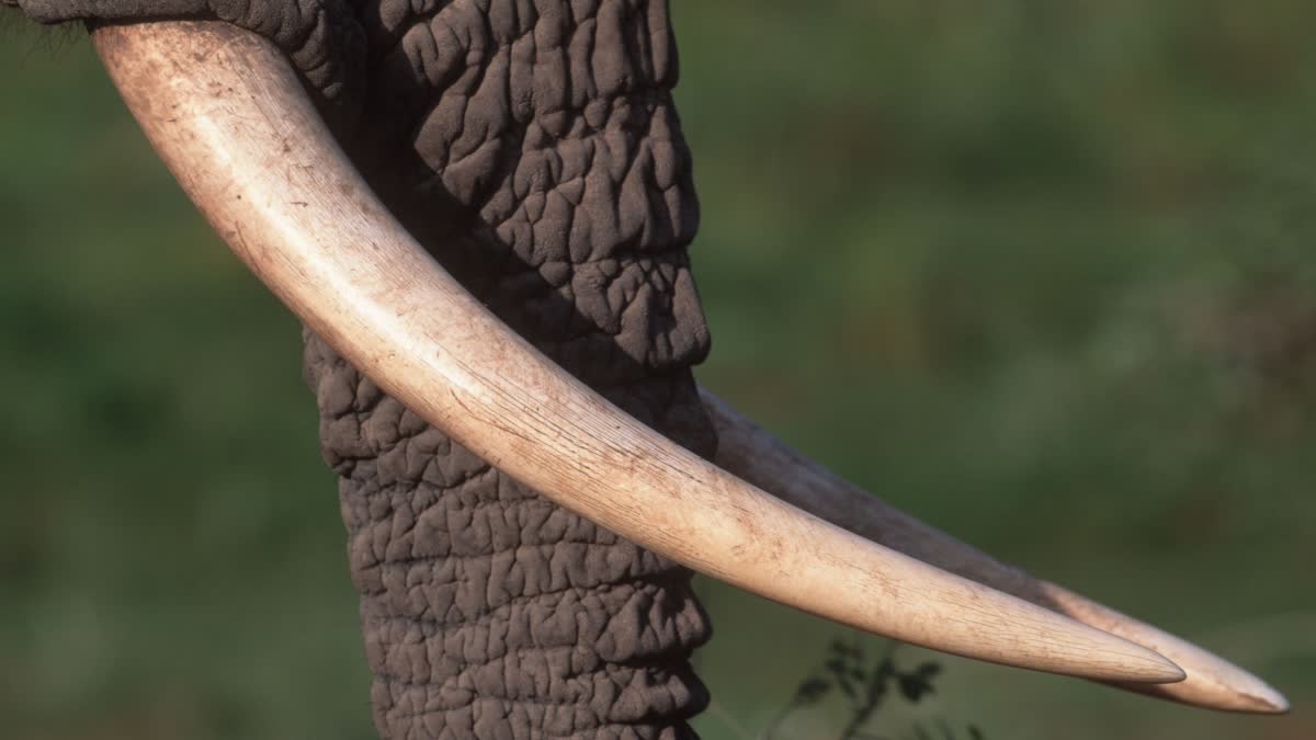 File Photo Related To Elephant Ivory