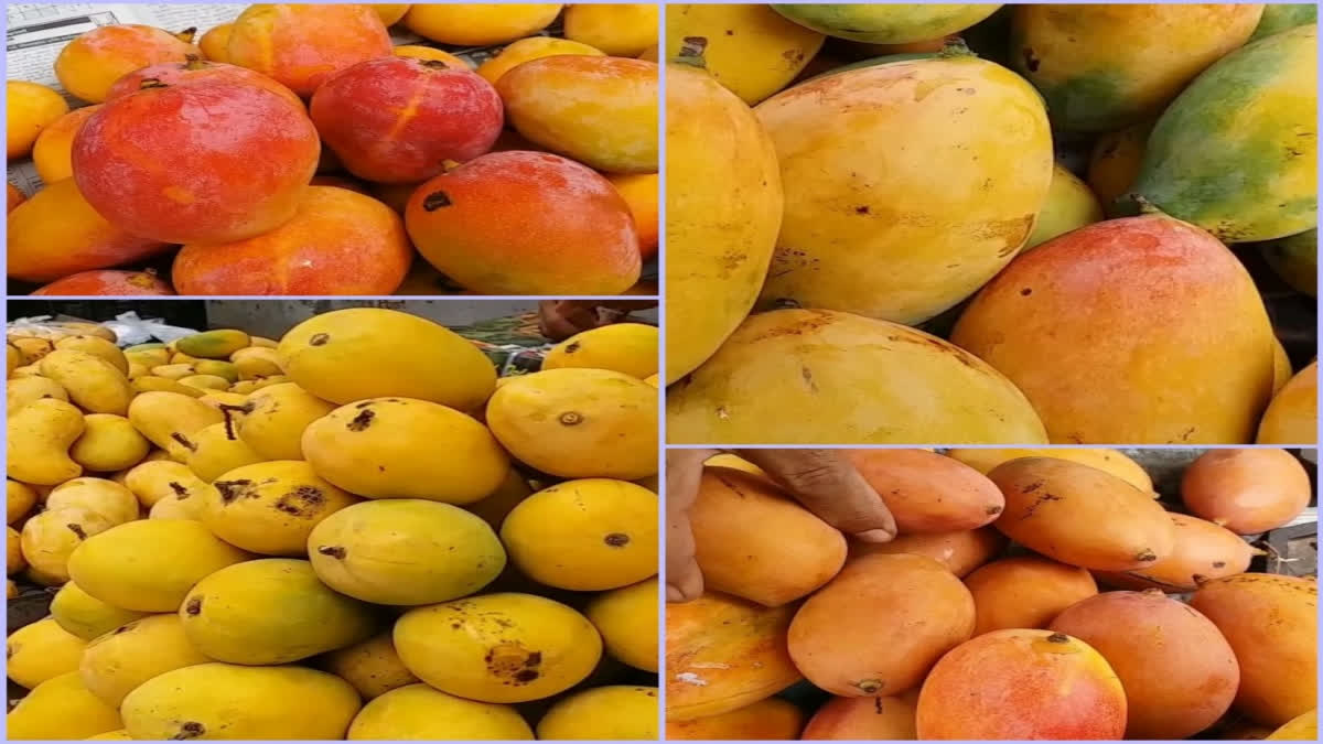 the-arrival-of-saffron-and-other-mangoes-in-the-market-of-junagadh