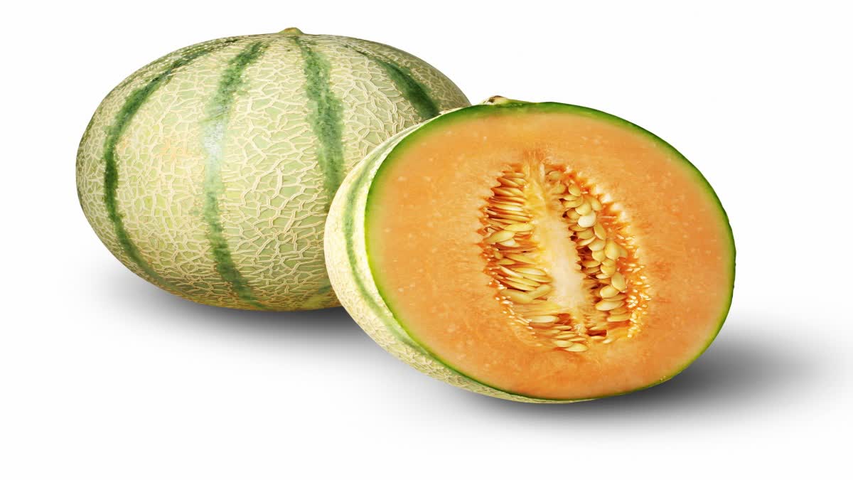 muskmelon