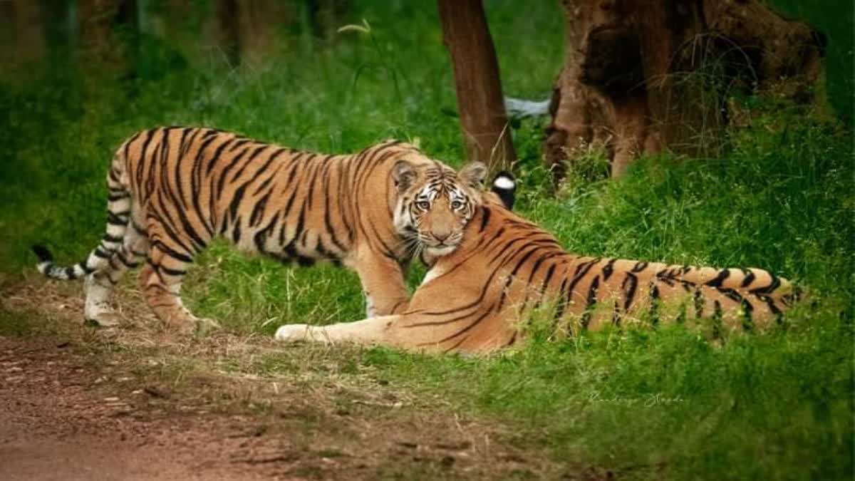 TIGER ATTACKED On MAN In UMARIA