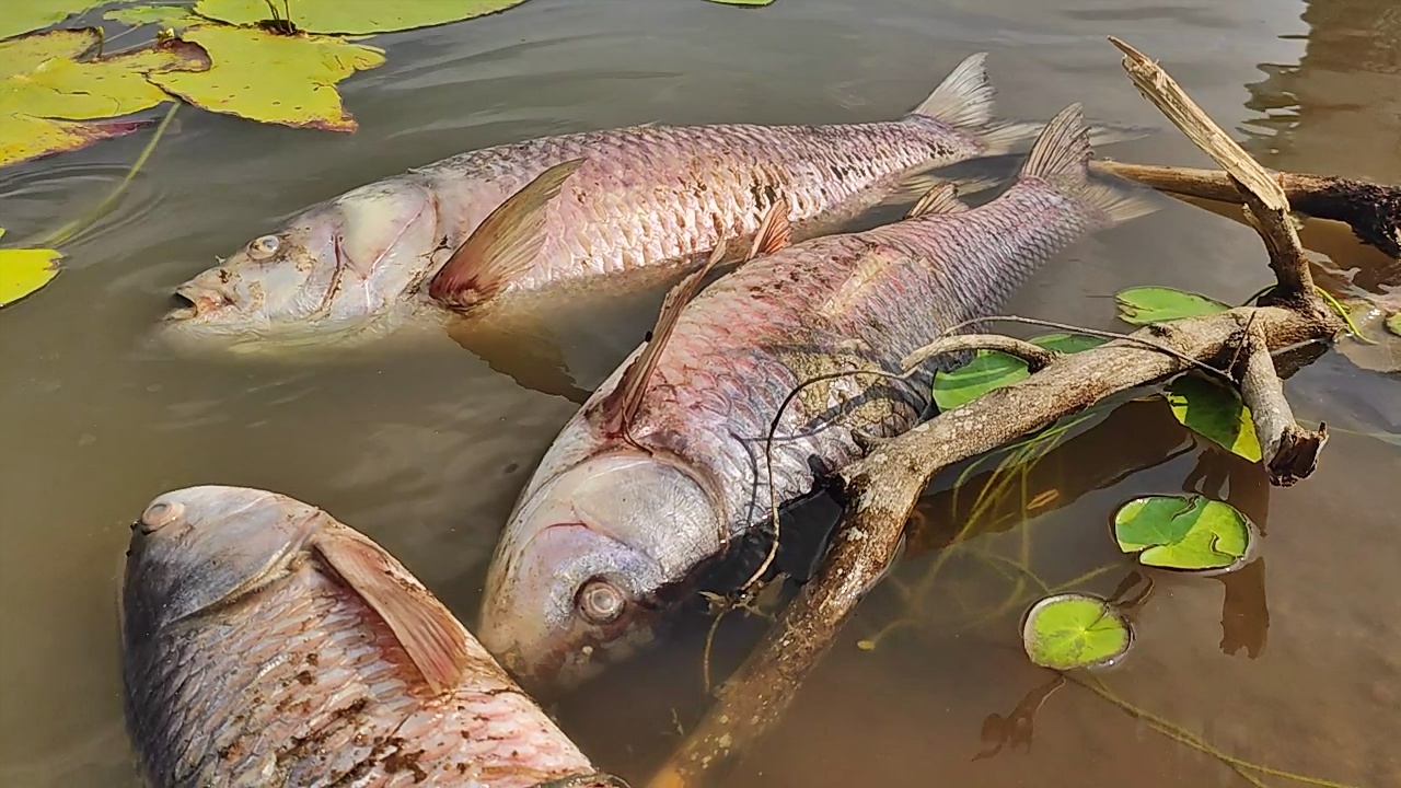 ಮೃತ ಮೀನುಗಳು