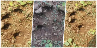 Unidentified  Animal Footprints in Eluru District