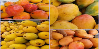 Kesar Mangoes have been priced around Rs 150 per kg as it has been dominating the Saurashtra market.