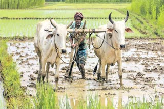 Farmer Loan Waiver