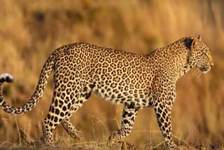 LEOPARD HUNTING