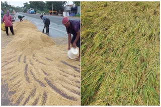 Farmers Suffering Due to Suddenly Rain