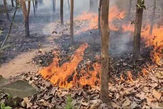 fire broke out in teak trees