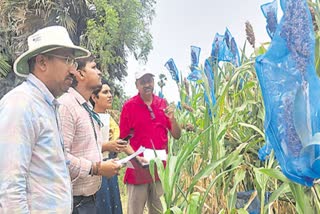 sweet sorghum cultivation