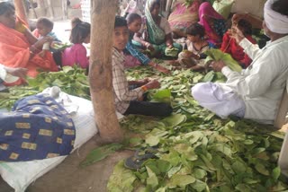 TENDU LEAF COLLECTION BURHANPUR