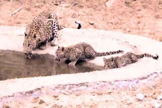 Female Leopard Sharmilee seen with cub