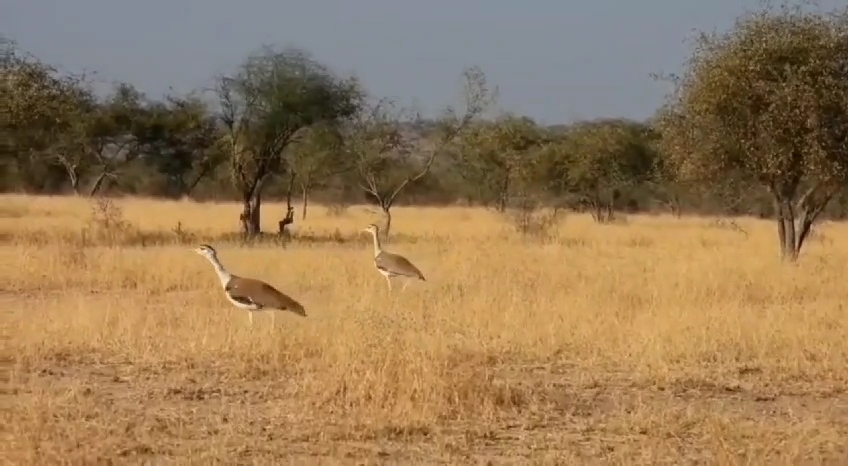 Godavan in National Desert Park (DNP)