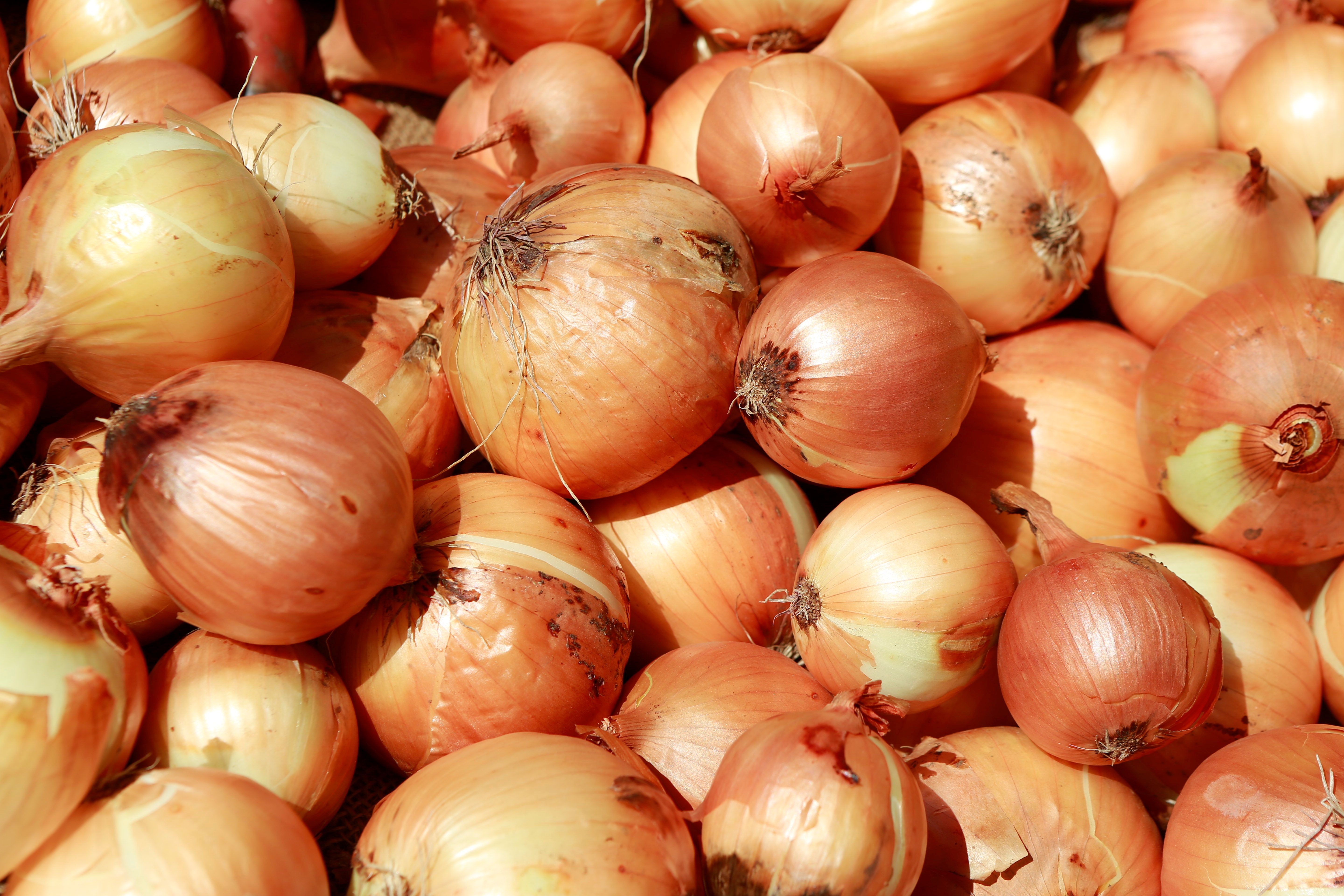 ONIONS VS HEAT ONIONS PROTECT YOU FROM THE HEAT ONIONS BENEFITS ಈರುಳ್ಳಿಯ ಲಾಭಗಳು