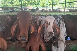 राष्ट्रीय गोकुल मिशन के तहत राज्य सरकार की पहल