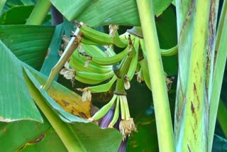 Climate change is having a bad effect on banana cultivation around the world