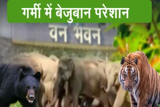 Extreme heat disturbs wildlife