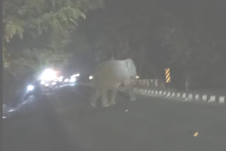 People are terrified due to elephant arrival in Lohardaga urban area
